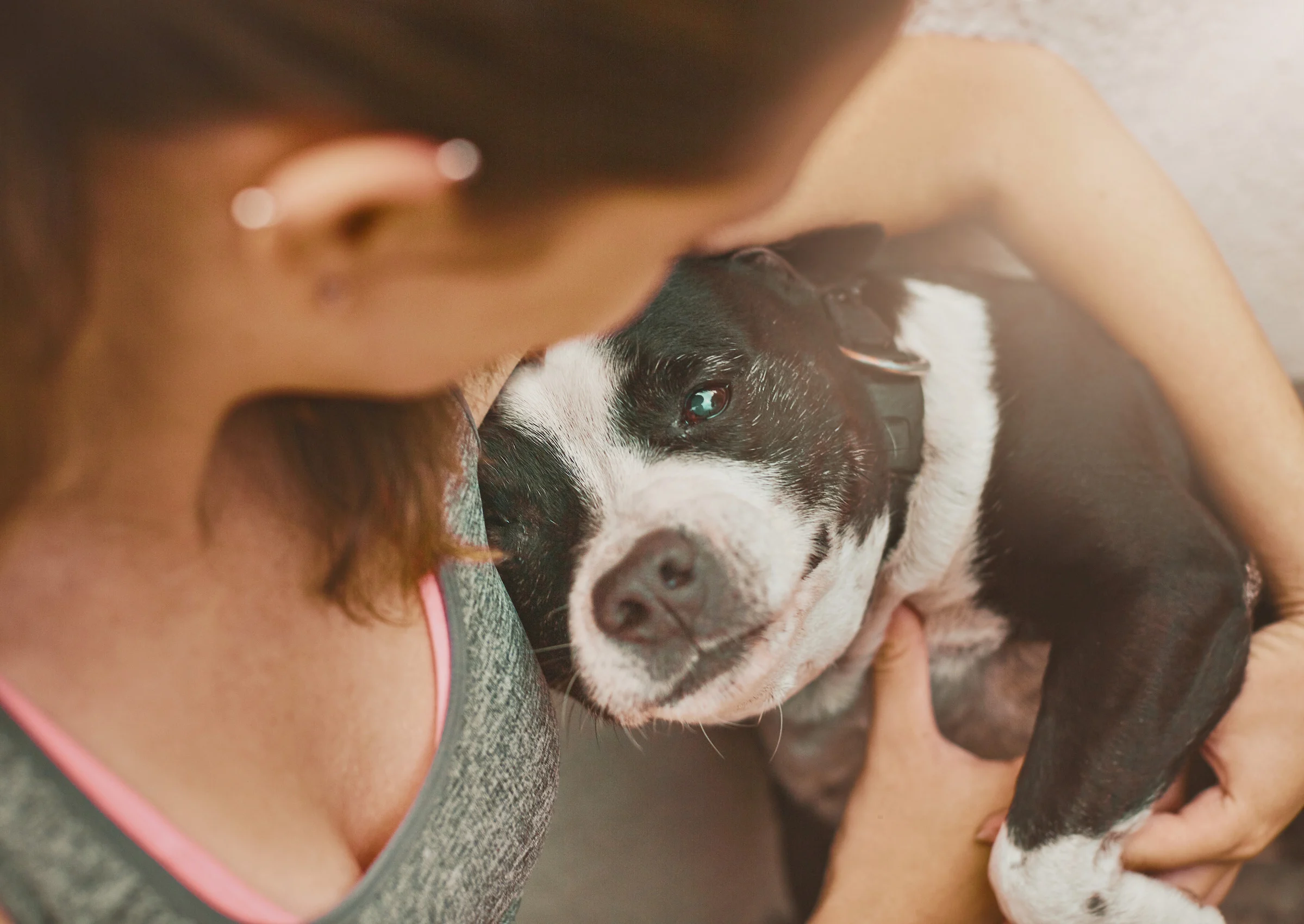 Dog cuddling with owner