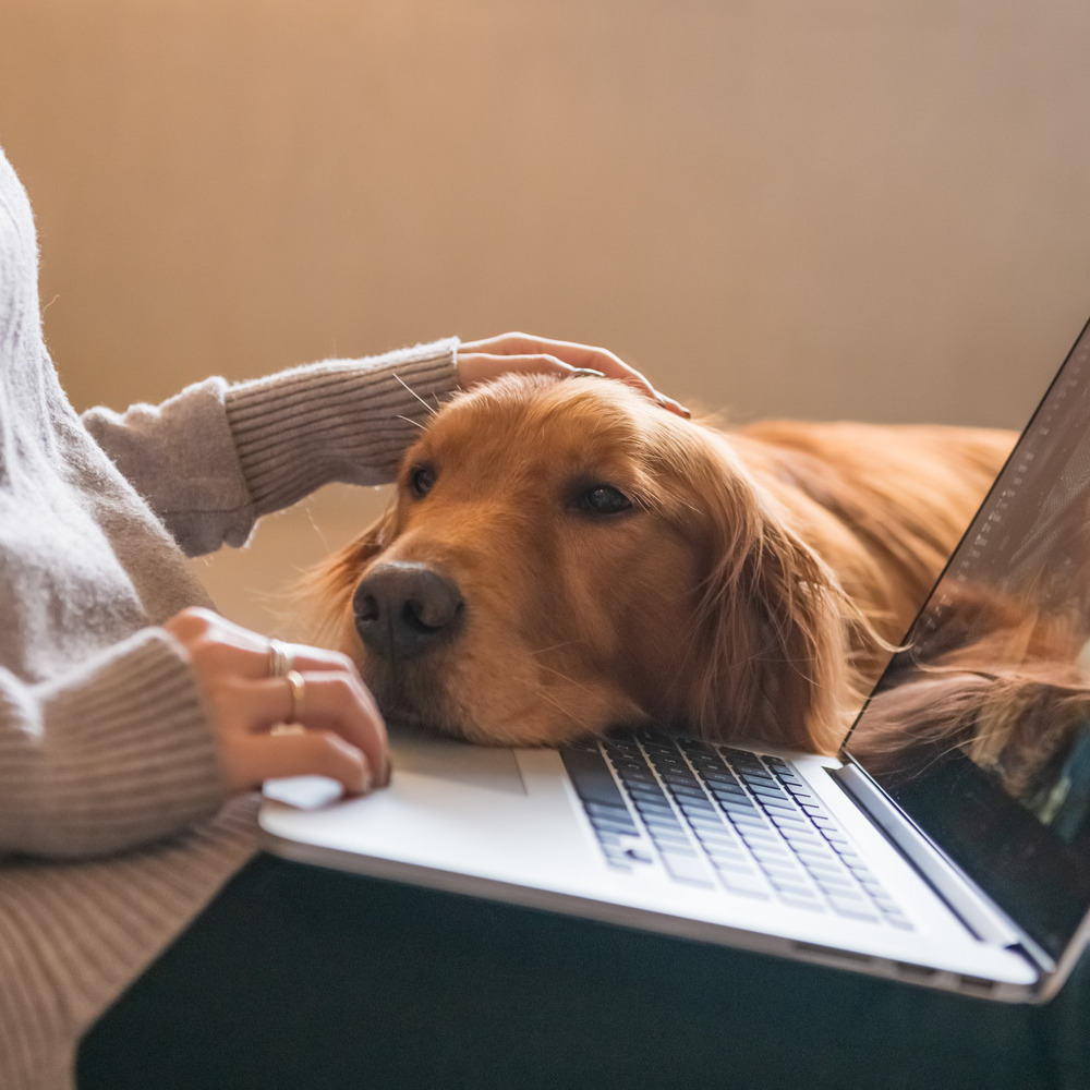 Dog looking at laptop