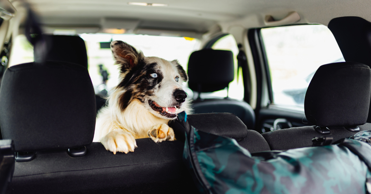 Dog friendly roadtrip UK