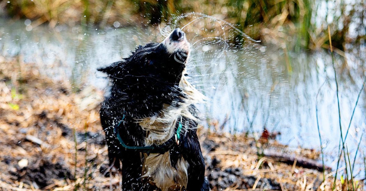 Dog Swimming Amsterdam