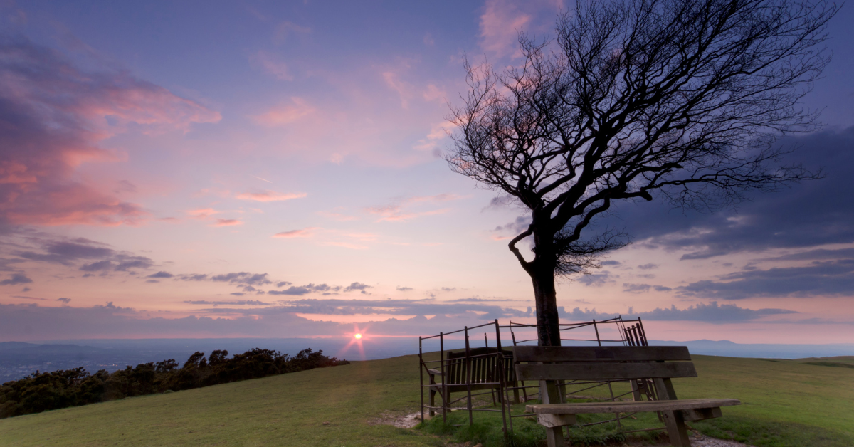 Dog walk on Cleeve Hill, Cotswolds