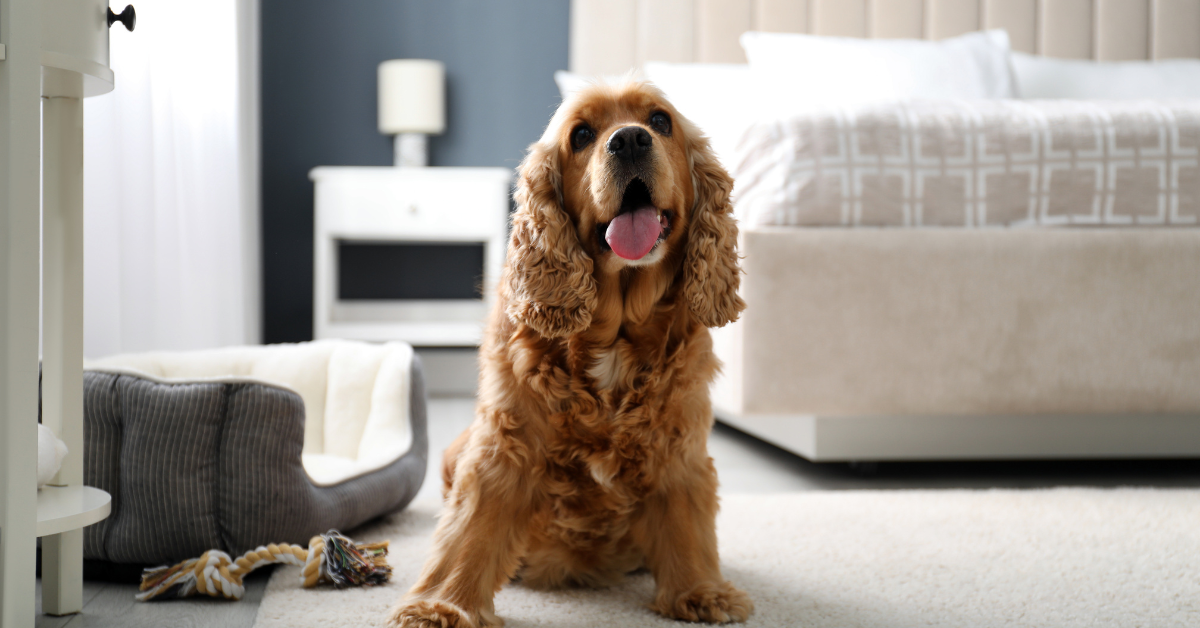 dog friendly accommodation UK