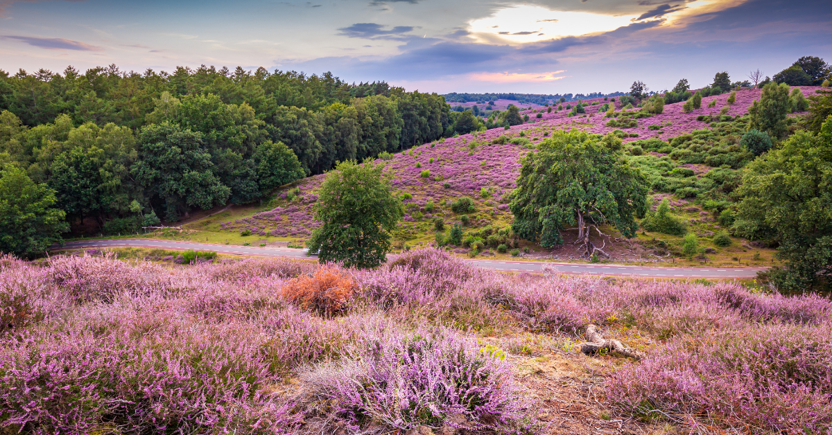 Veluwe Dog Friendly