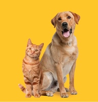 Owning dog or cat could preserve some brain functions as we age
