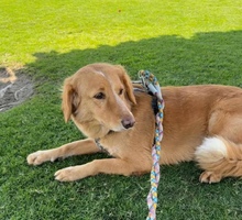 Lost dog swims 100 miles