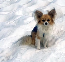 Tiny dog helps save hiker trapped in Swiss glacier