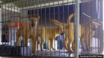 What happened to dogs after South Korea banned dog meat?